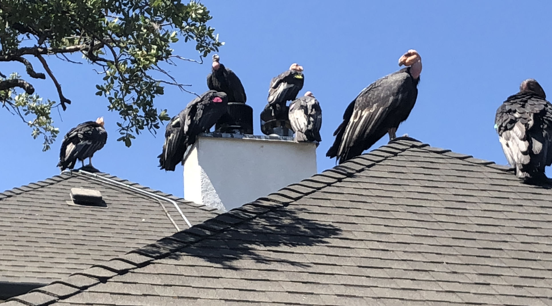 Pen in Hand #1469 - Condors Visit Tehachapi 5.jpg